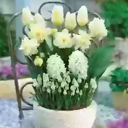 The White Collection